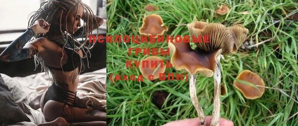 PSILOCYBIN Волосово